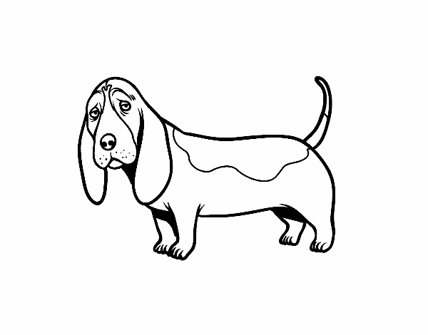 Basset Hound