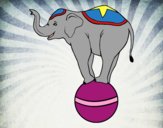 Elefante equilibrista