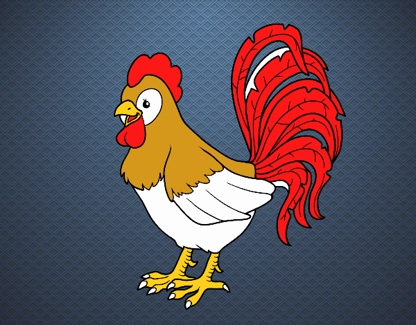 Gallo de una granja