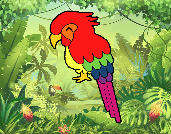 Guacamayo