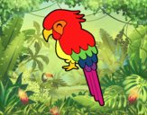 Guacamayo