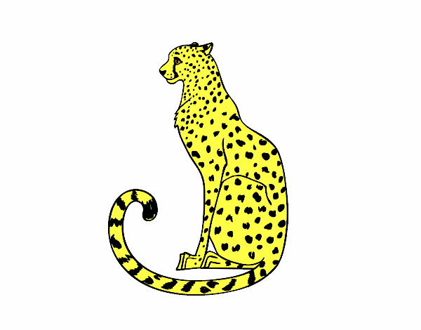 guepard