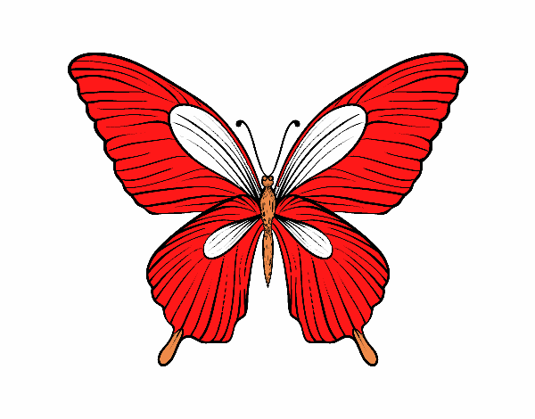 Mariposa tropical