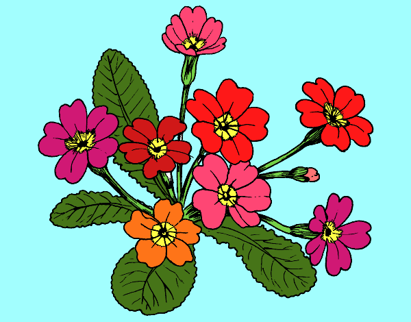 Primula