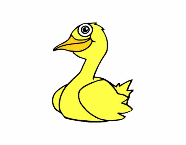 Un pato