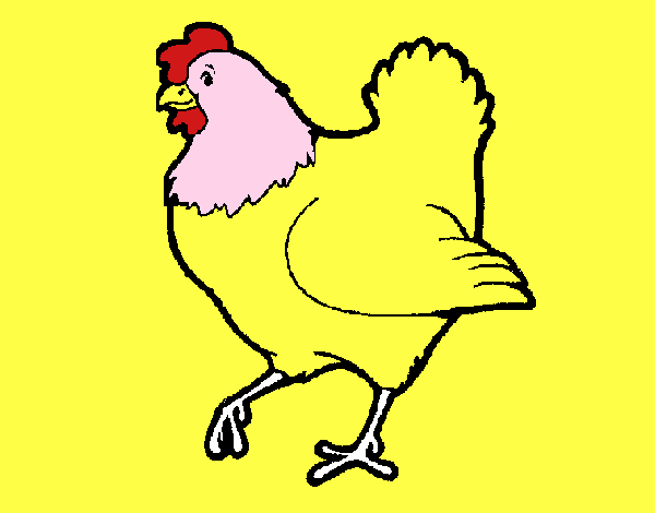 Gallina