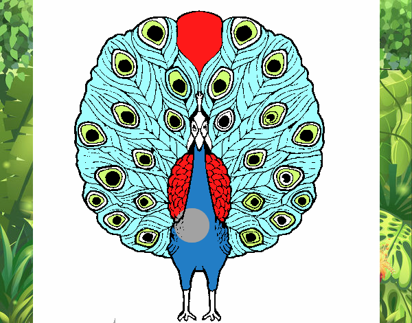 Pavo real 1