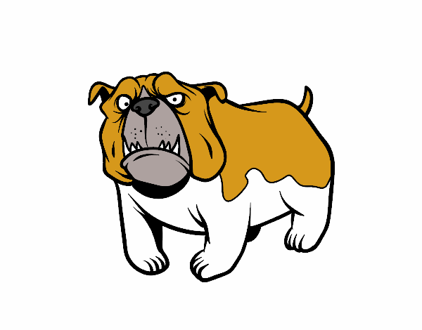 Perro bulldog inglés