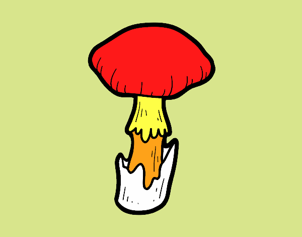 Amanita phalloides