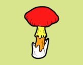 Amanita phalloides