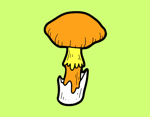 Amanita phalloides