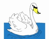 Cisne en el agua