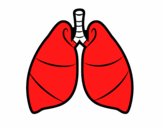 Pulmones