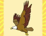 Dibujo Águila volando pintado por JOSEMG