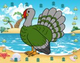 Pavo común