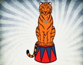 Tigre de circo