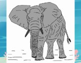 Elefante 1