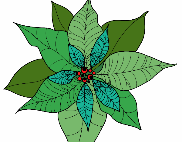 Flor de poinsetia