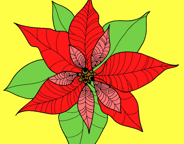 Flor de poinsetia