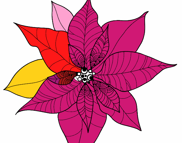 Flor de poinsetia