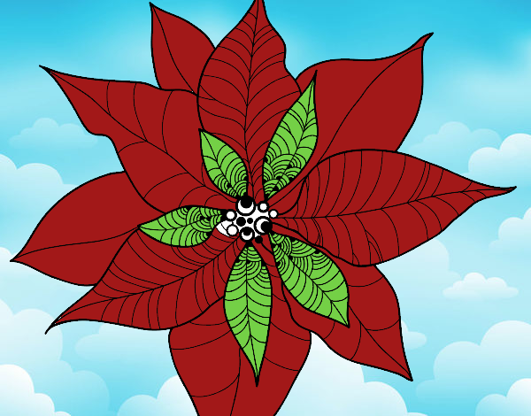 Flor de poinsetia