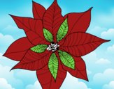 Flor de poinsetia