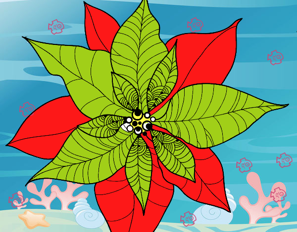 Flor de poinsetia