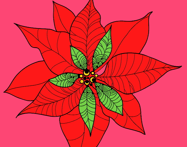 Flor de poinsetia