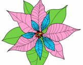 Flor de poinsetia