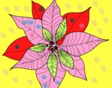 Dibujo Flor de poinsetia pintado por paopao07