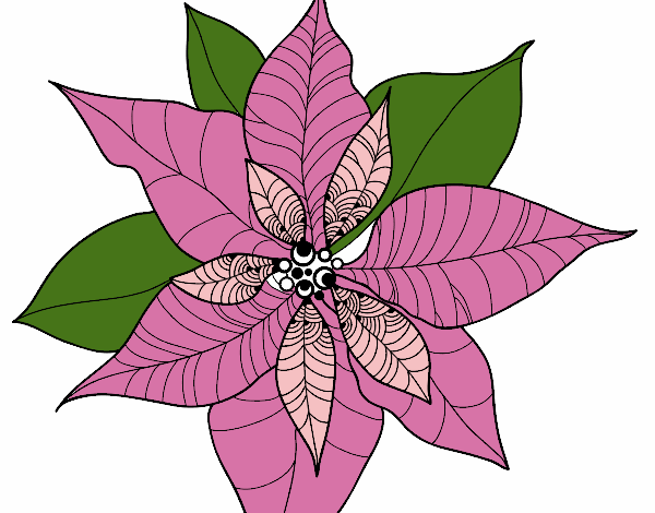 Flor de poinsetia