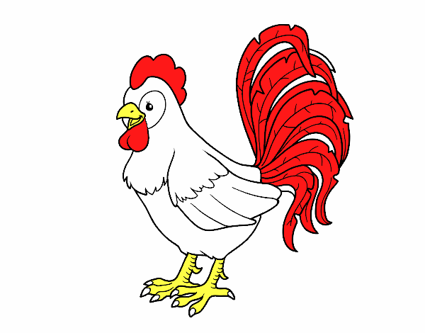 Gallo de una granja