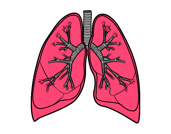 Pulmones y bronquios