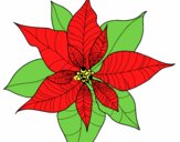 Flor de poinsetia