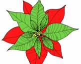 Flor de poinsetia