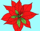 Flor de poinsetia