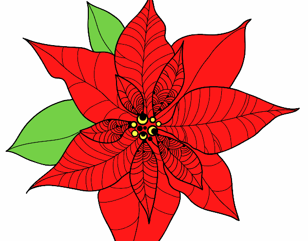 Flor de poinsetia