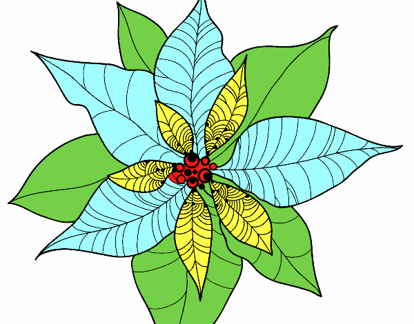 Flor de poinsetia