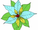 Flor de poinsetia