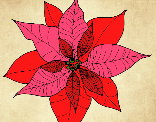 Flor de poinsetia