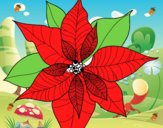 Flor de poinsetia