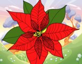 Flor de poinsetia