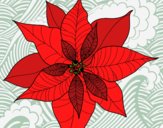 Flor de poinsetia