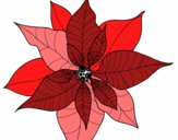 Flor de poinsetia