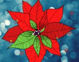 Flor de poinsetia