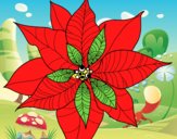 Flor de poinsetia