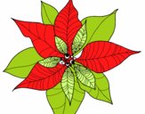 Flor de poinsetia