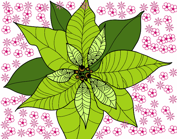 Flor de poinsetia