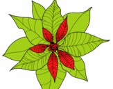 Flor de poinsetia