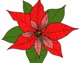 Flor de poinsetia